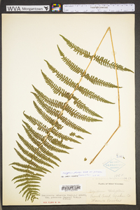 Thelypteris palustris var. pubescens image