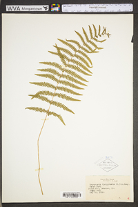 Thelypteris palustris var. pubescens image