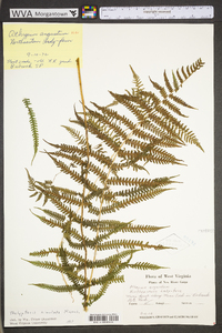 Thelypteris simulata image