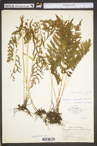 Thelypteris simulata image