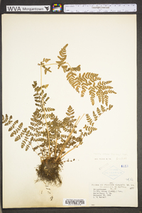 Woodsia obtusa subsp. obtusa image