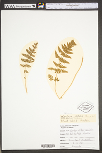 Woodsia obtusa subsp. obtusa image