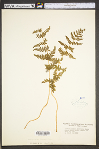 Woodsia obtusa subsp. obtusa image