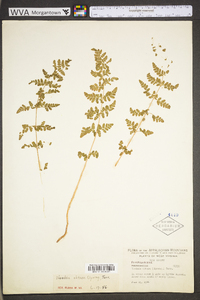 Woodsia obtusa subsp. obtusa image