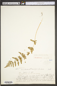 Woodsia obtusa subsp. obtusa image