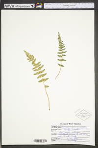 Woodsia ilvensis image