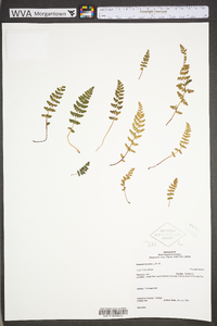 Woodsia ilvensis image