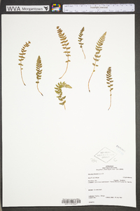 Woodsia ilvensis image