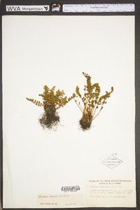 Woodsia ilvensis image