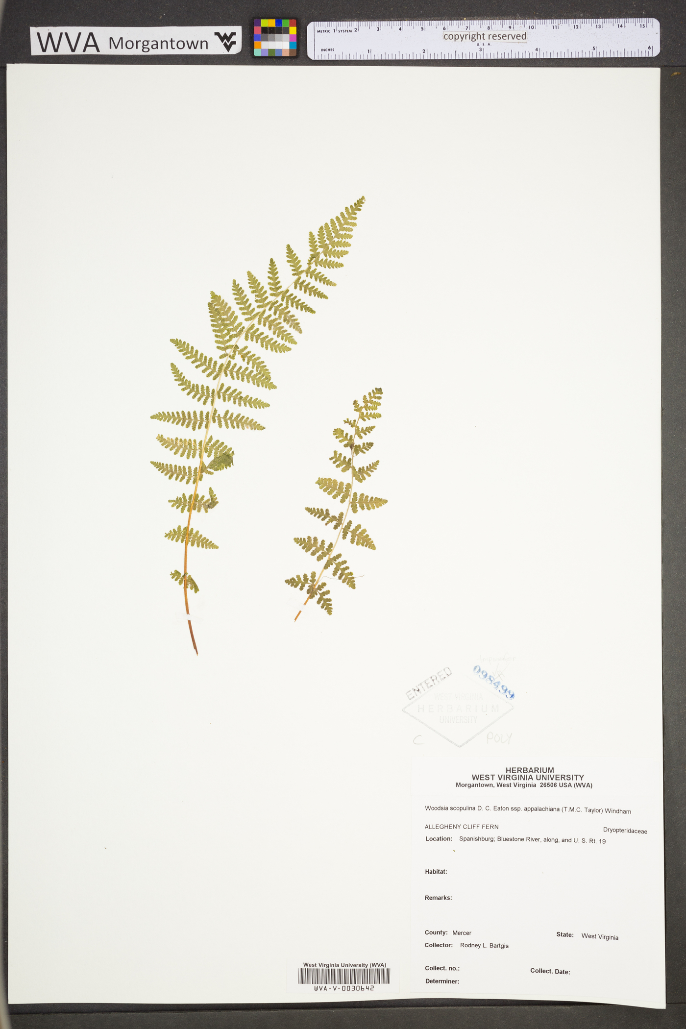 Woodsia appalachiana image