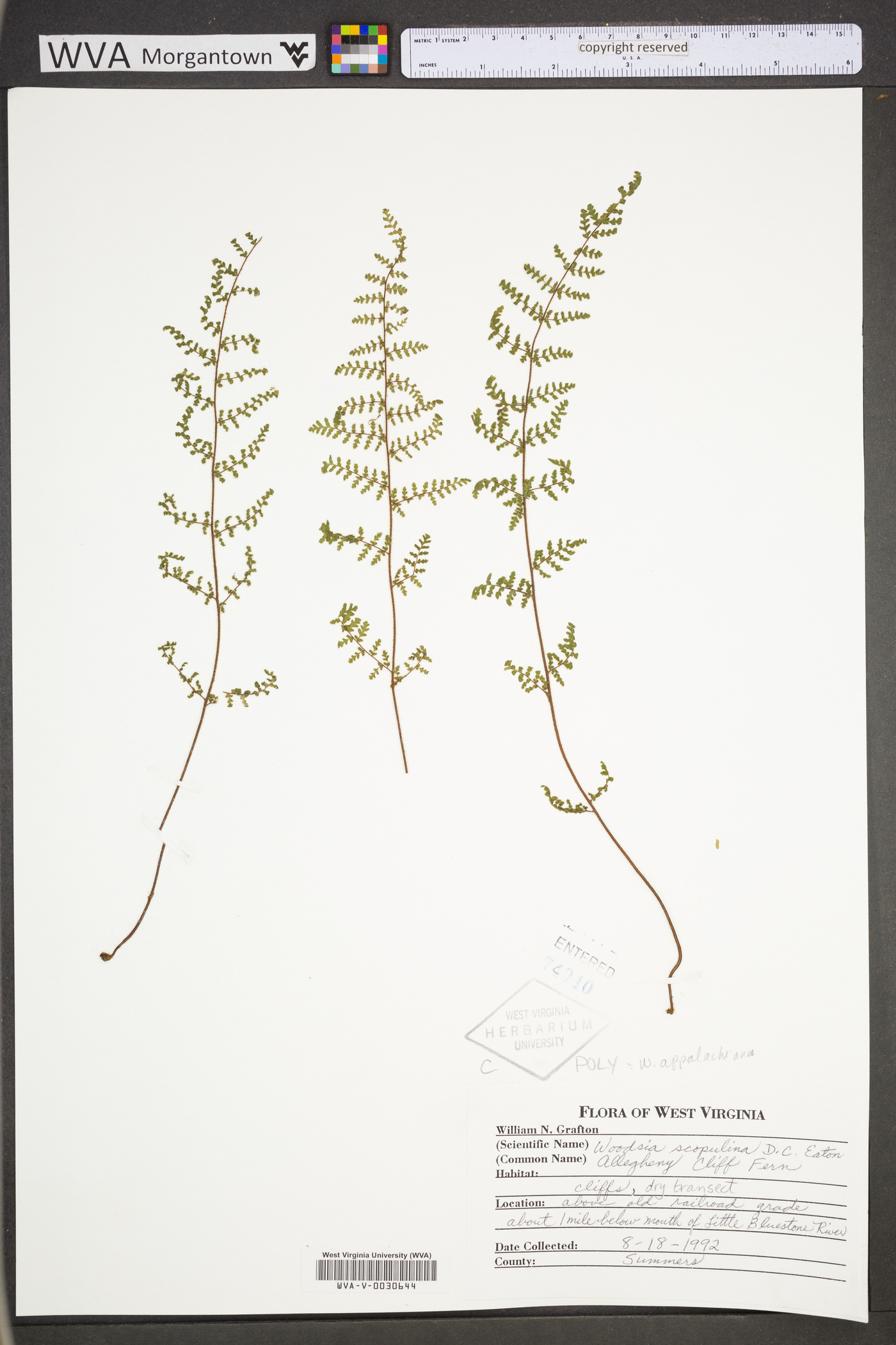 Woodsia appalachiana image