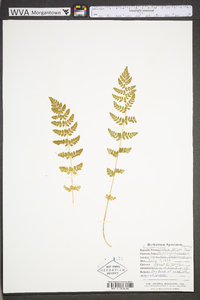 Woodsia obtusa subsp. obtusa image