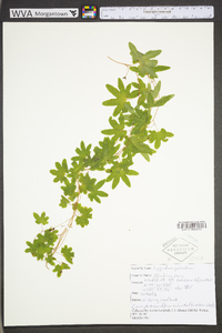 Lygodium palmatum image