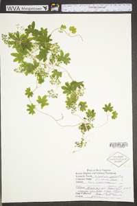 Lygodium palmatum image