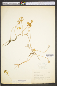 Marsilea quadrifolia image