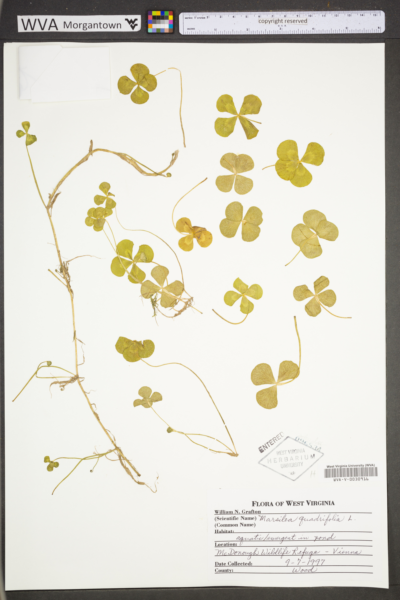 Marsilea quadrifolia image