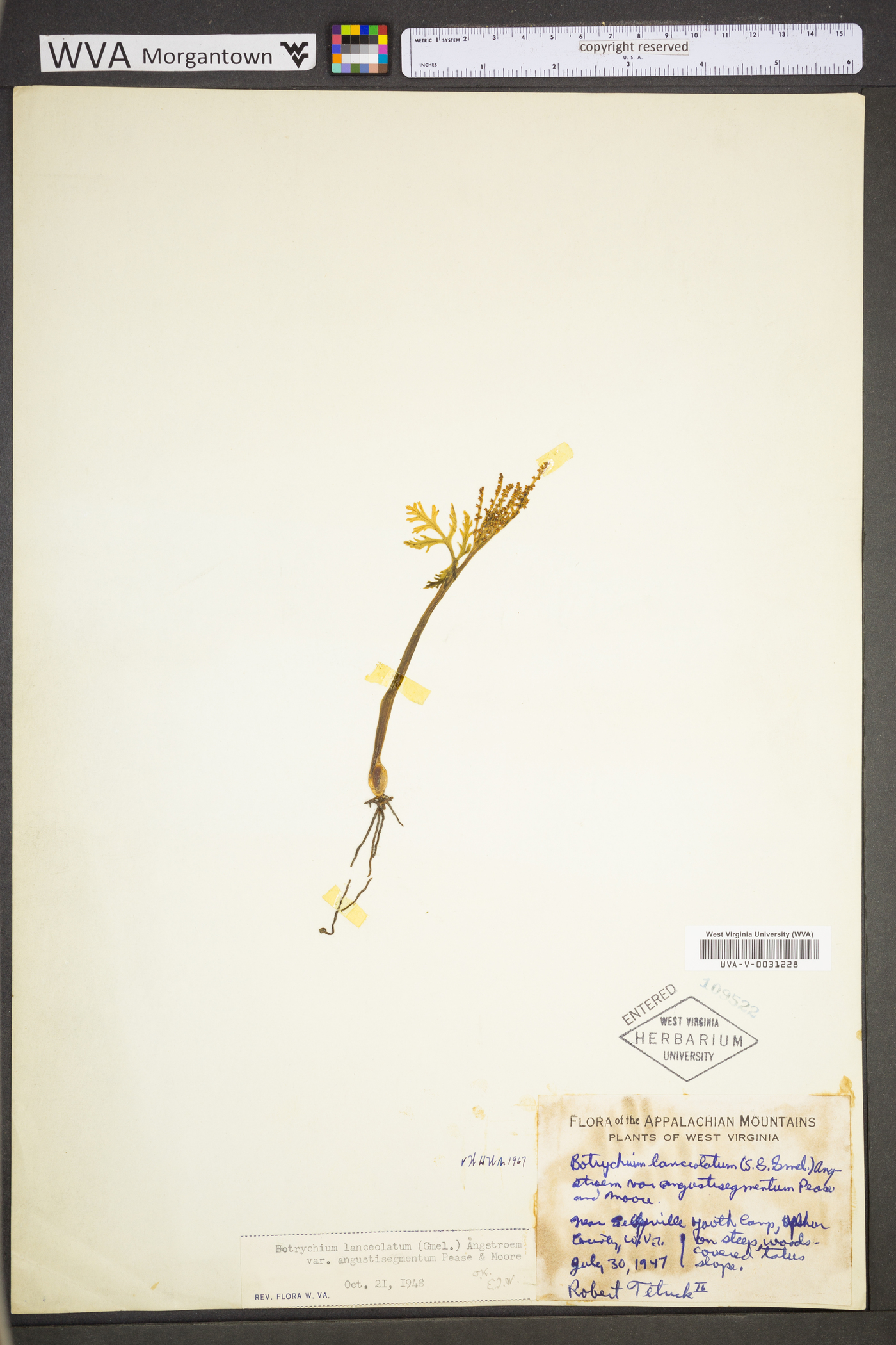 Botrychium lanceolatum var. angustisegmentum image