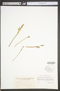 Botrychium matricariifolium image