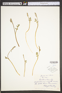 Botrychium matricariifolium image