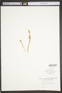 Botrychium matricariifolium image