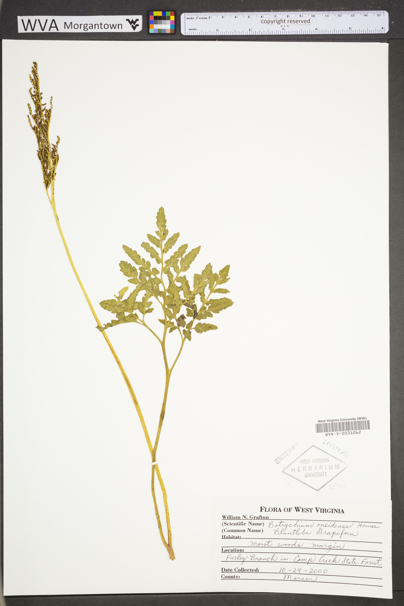 Sceptridium oneidense image