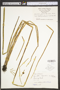 Image of Equisetum ×ferrissii