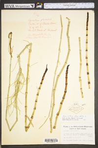 Equisetum fluviatile image