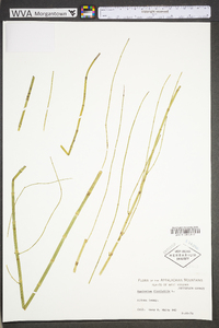 Equisetum fluviatile image