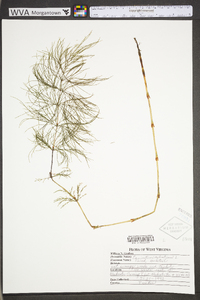 Equisetum sylvaticum image