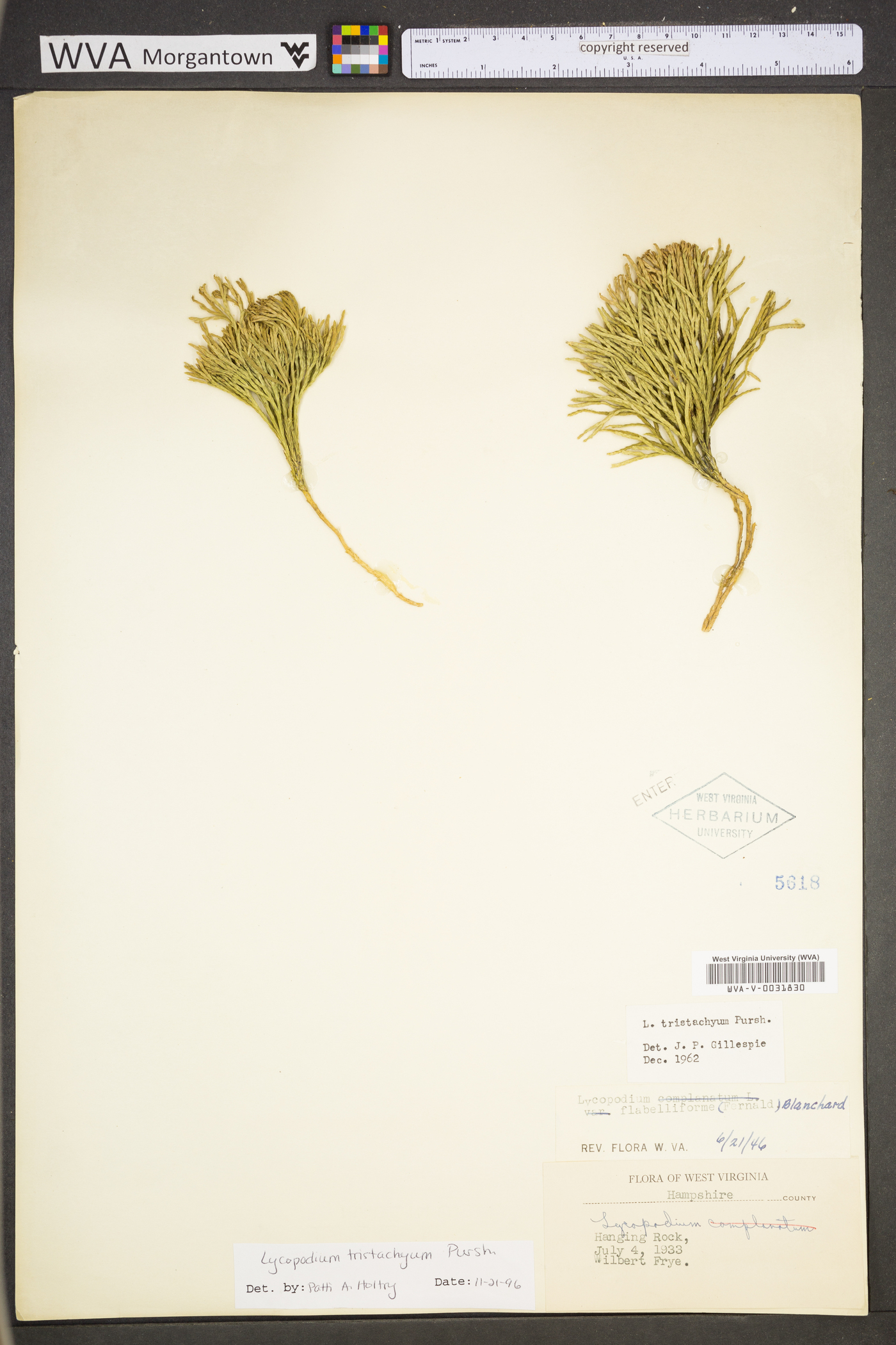 Diphasiastrum tristachyum image