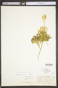 Diphasiastrum tristachyum image