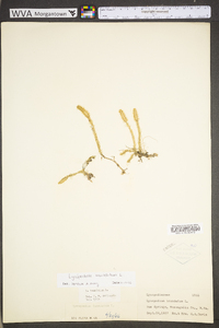 Lycopodiella inundata image