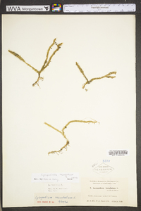 Lycopodiella inundata image