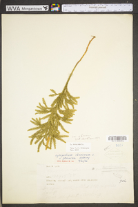 Dendrolycopodium dendroideum image