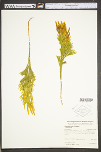 Dendrolycopodium hickeyi image