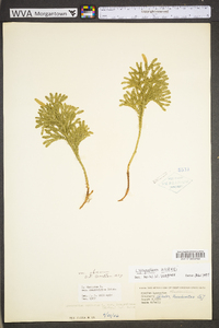 Dendrolycopodium hickeyi image