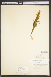 Dendrolycopodium hickeyi image