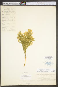 Dendrolycopodium hickeyi image