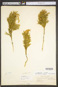 Dendrolycopodium hickeyi image