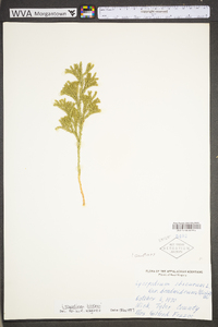 Dendrolycopodium hickeyi image