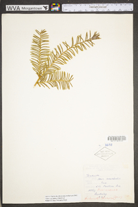 Taxus canadensis image