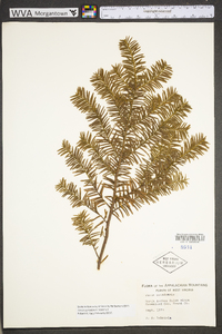 Taxus canadensis image