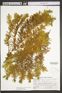 Taxus canadensis image