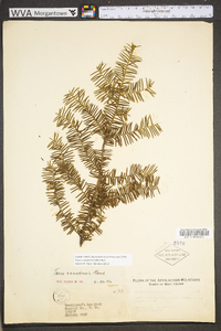 Taxus canadensis image