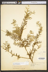 Taxus canadensis image