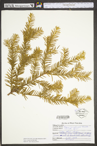 Taxus canadensis image