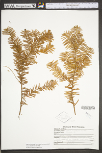 Taxus canadensis image