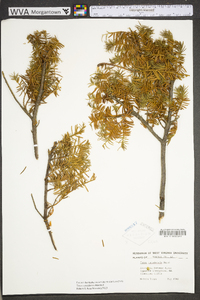 Taxus canadensis image