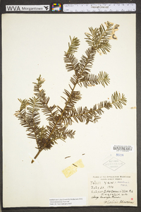 Taxus canadensis image