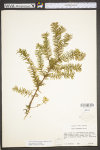 Taxus canadensis image